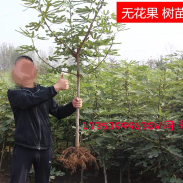 无花果树苗盆栽地栽布兰瑞克波姬红紫果青皮南方北方种植无花