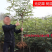 无花果树苗盆栽地栽布兰瑞克波姬红紫果青皮南方北方种植无花