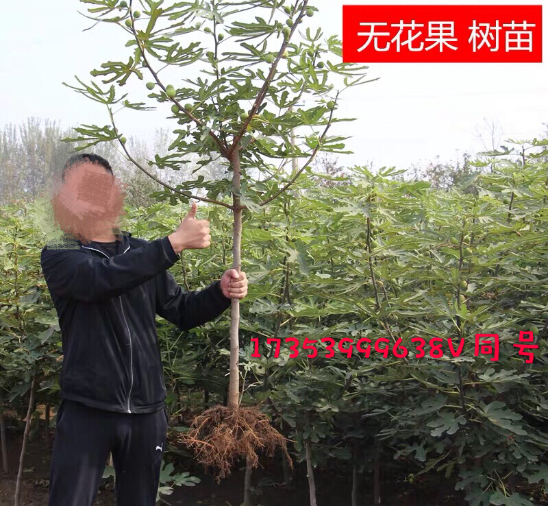 无花果树苗盆栽地栽布兰瑞克波姬红紫果青皮南方北方种植无花