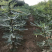 无花果树苗盆栽地栽布兰瑞克波姬红紫果青皮南方北方种植无花