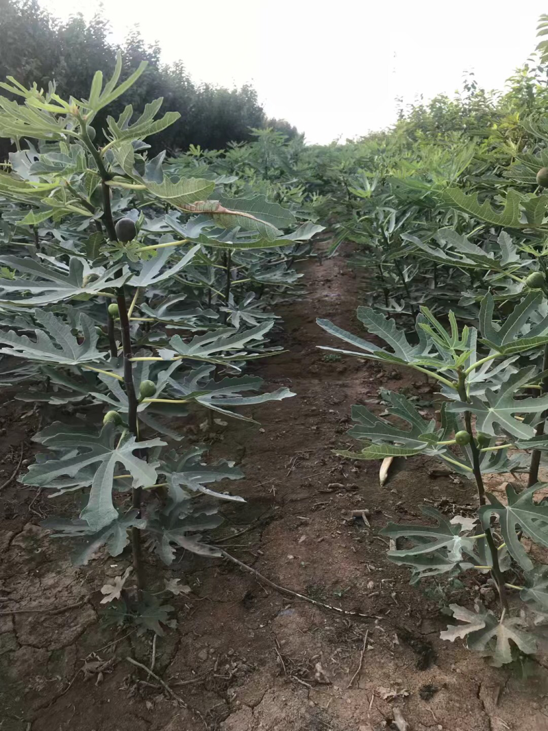 无花果树苗盆栽地栽布兰瑞克波姬红紫果青皮南方北方种植无花