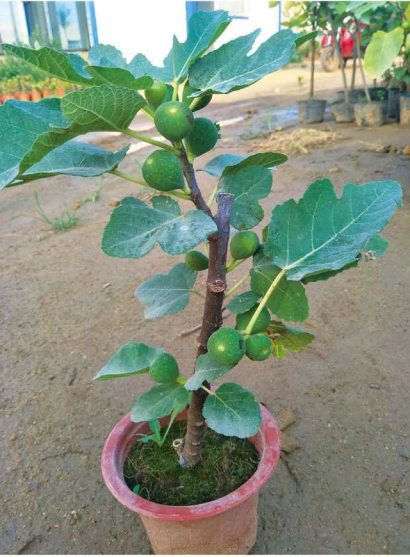 无花果树苗盆栽地栽布兰瑞克波姬红紫果青皮南方北方种植无花