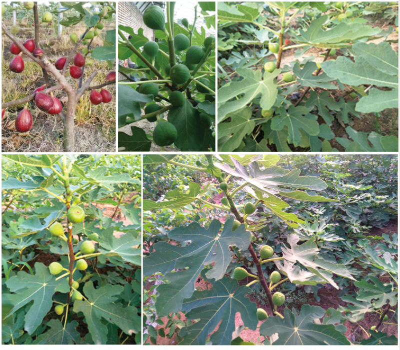 无花果树苗盆栽地栽布兰瑞克波姬红紫果青皮南方北方种植无花