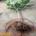 无花果树苗盆栽地栽布兰瑞克波姬红紫果青皮南方北方种植无花