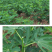无花果树苗盆栽地栽布兰瑞克波姬红紫果青皮南方北方种植无花