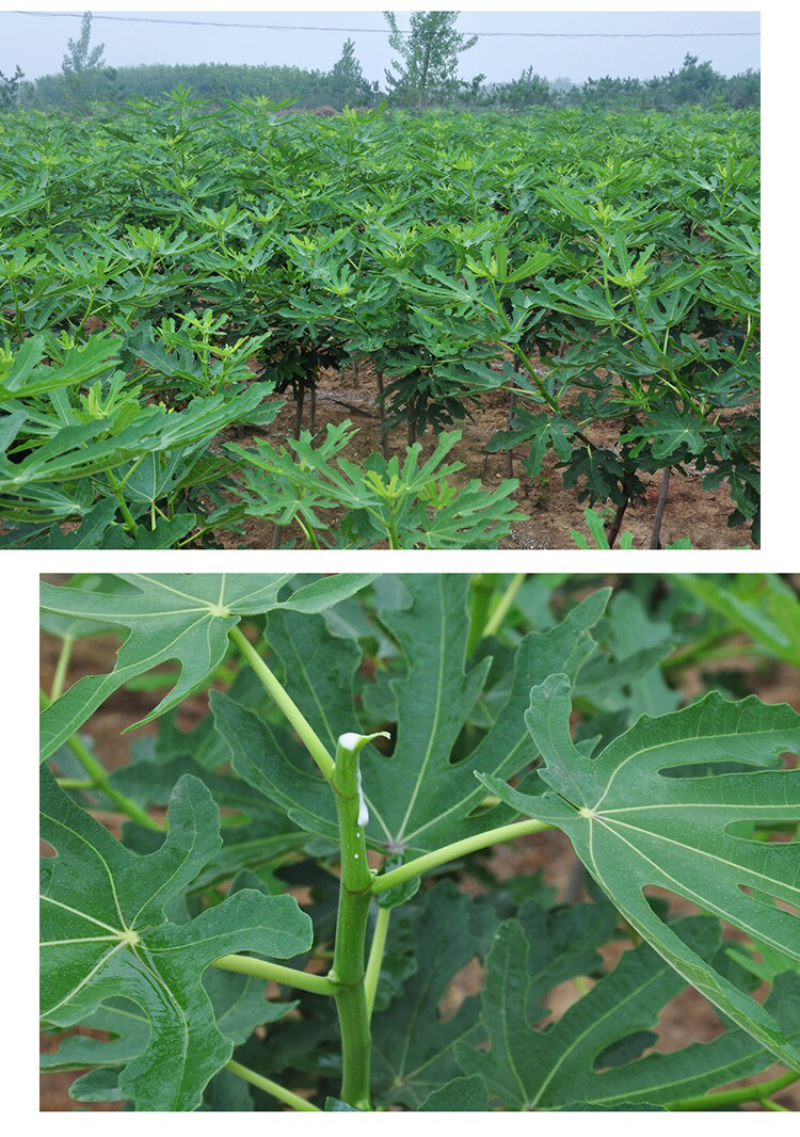 无花果树苗盆栽地栽布兰瑞克波姬红紫果青皮南方北方种植无花