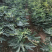 无花果树苗盆栽地栽布兰瑞克波姬红紫果青皮南方北方种植无花