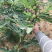 无花果树苗盆栽地栽布兰瑞克波姬红紫果青皮南方北方种植无花