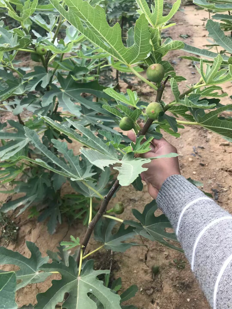 无花果树苗盆栽地栽布兰瑞克波姬红紫果青皮南方北方种植无花
