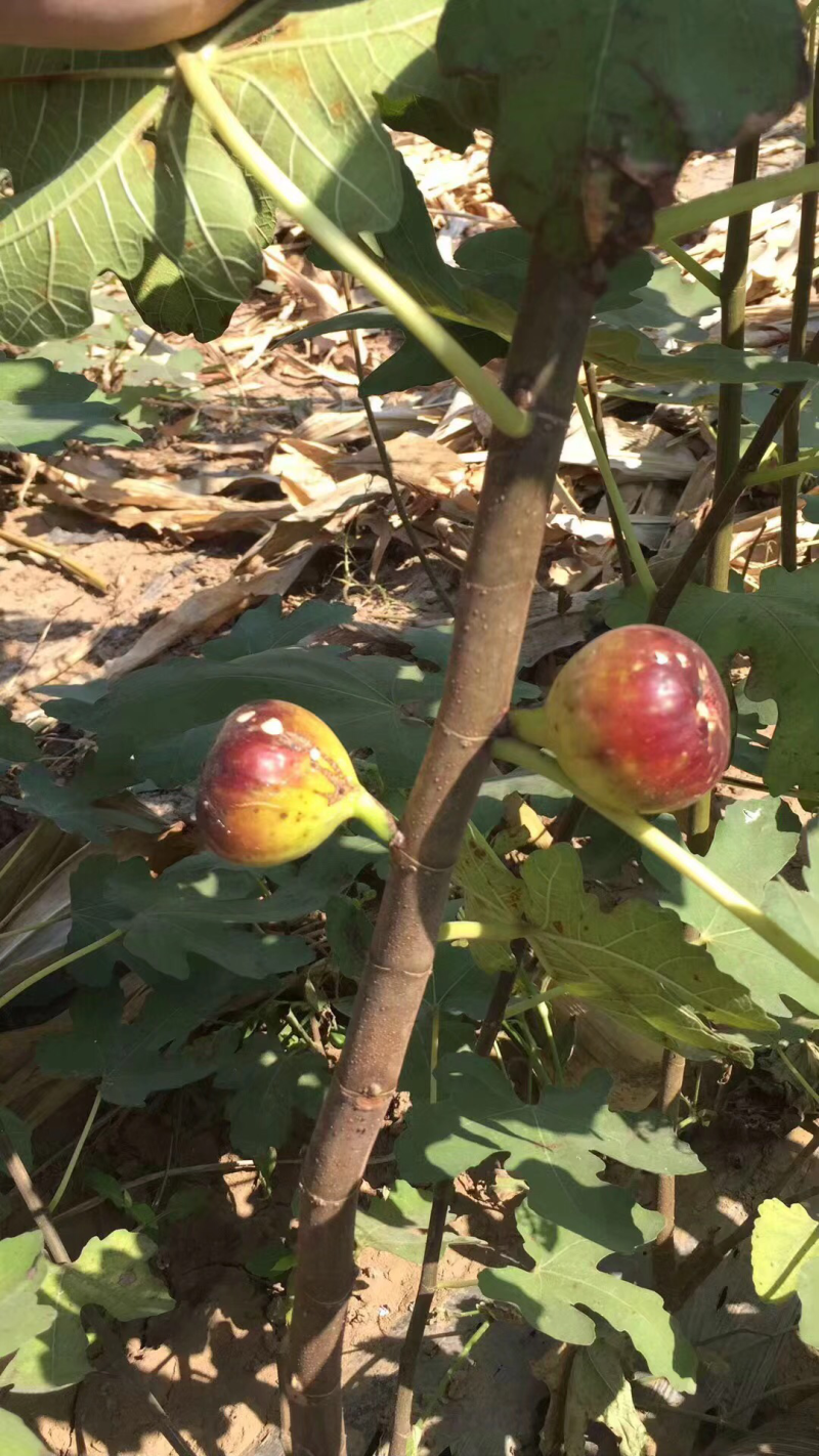 无花果树苗盆栽地栽布兰瑞克波姬红紫果青皮南方北方种植无花
