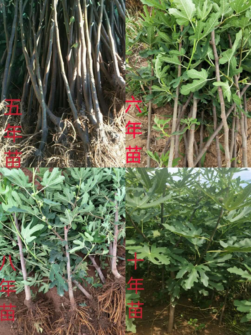 无花果树苗盆栽地栽布兰瑞克波姬红紫果青皮南方北方种植无花