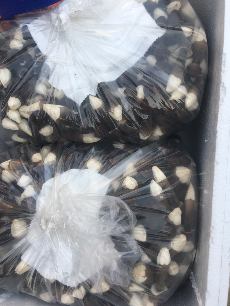 黑皮鸡枞菌菌棒鲜品大量供应厂家直销菌包种植