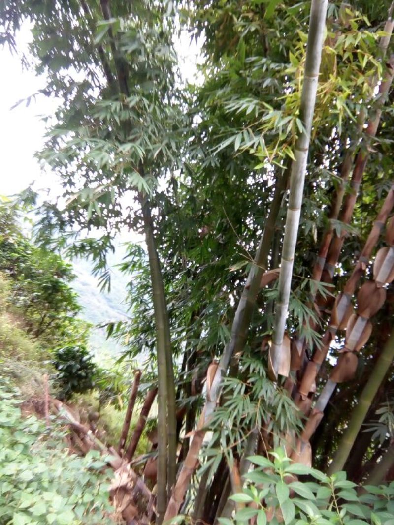雷竹19~20m