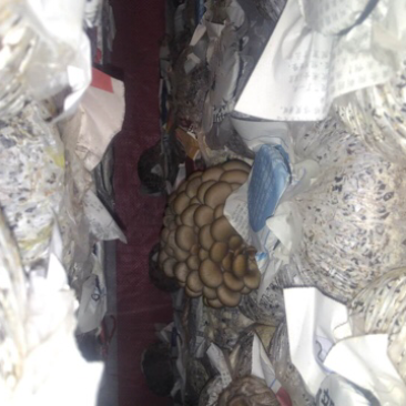 平菇菌棒，成品黑平王