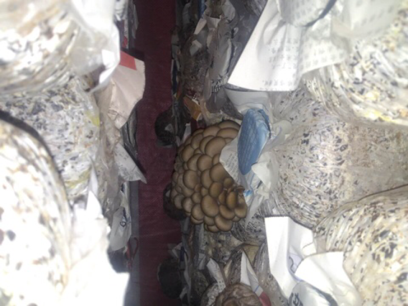 平菇菌棒，成品黑平王