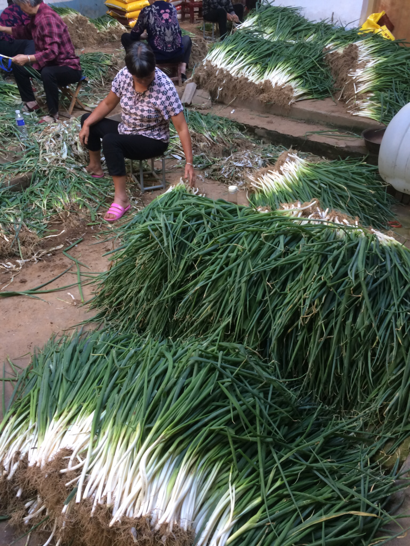 四季小葱
