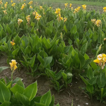 美人蕉，盆栽美人蕉，各种花色