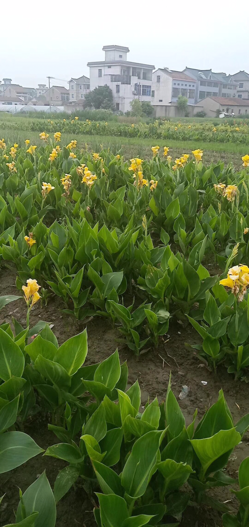 美人蕉，盆栽美人蕉，各种花色