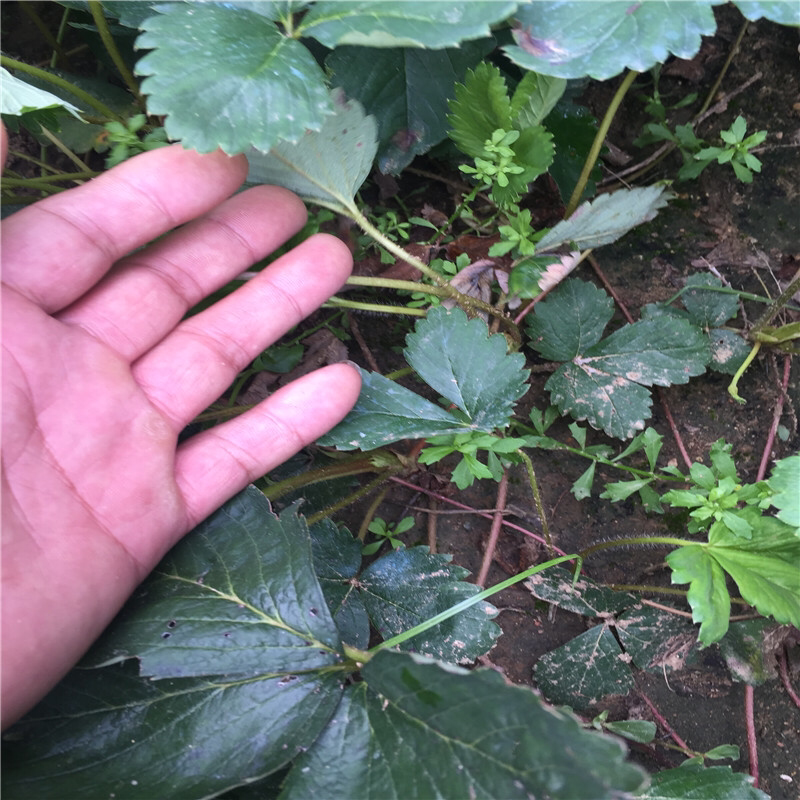 草莓苗甜宝草莓苗口感多汁抗病性强