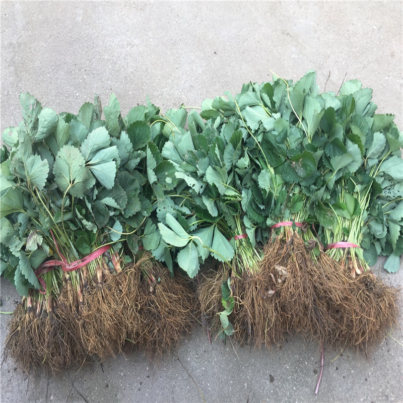 红颜草莓苗产量高易管理品种果大