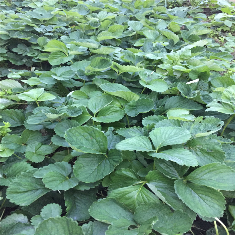 红颜草莓苗产量高易管理品种果大
