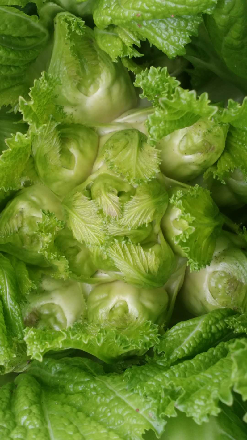 儿菜