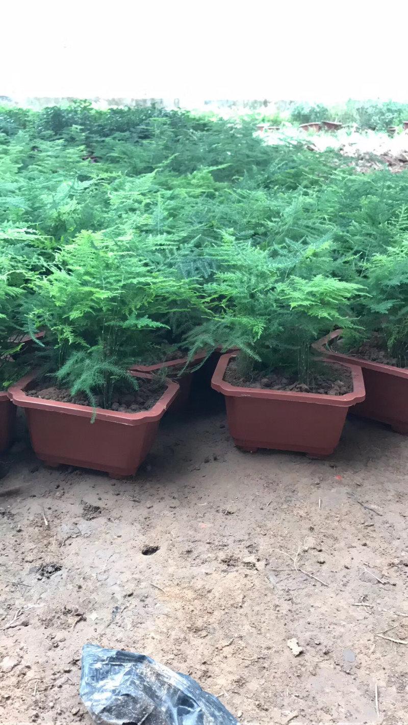 文竹单颗，组盆四角，组盆六角养护简单净化空气