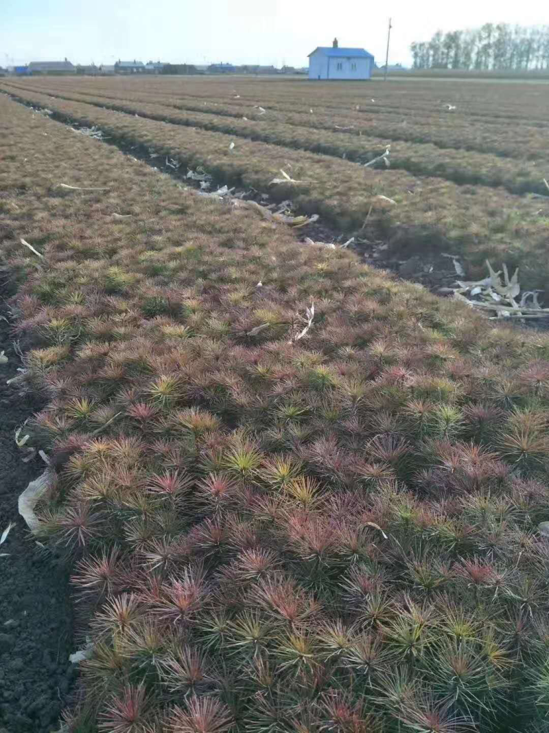 樟子松裸根和营养杯苗