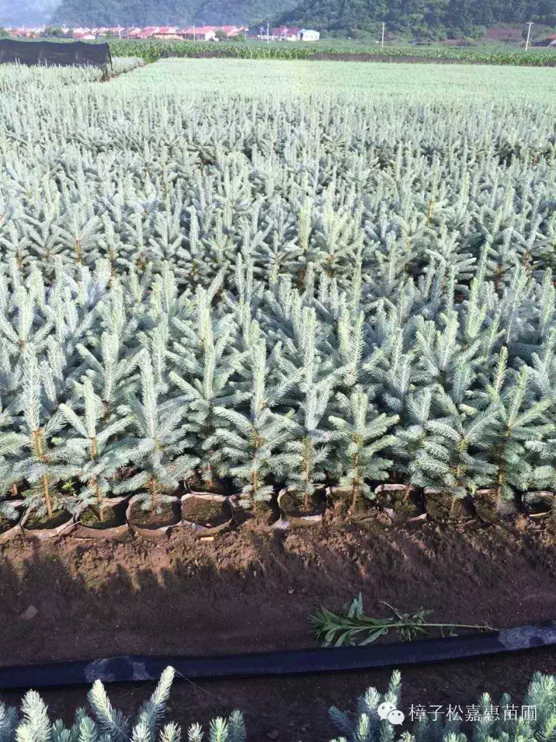 美国蓝杉