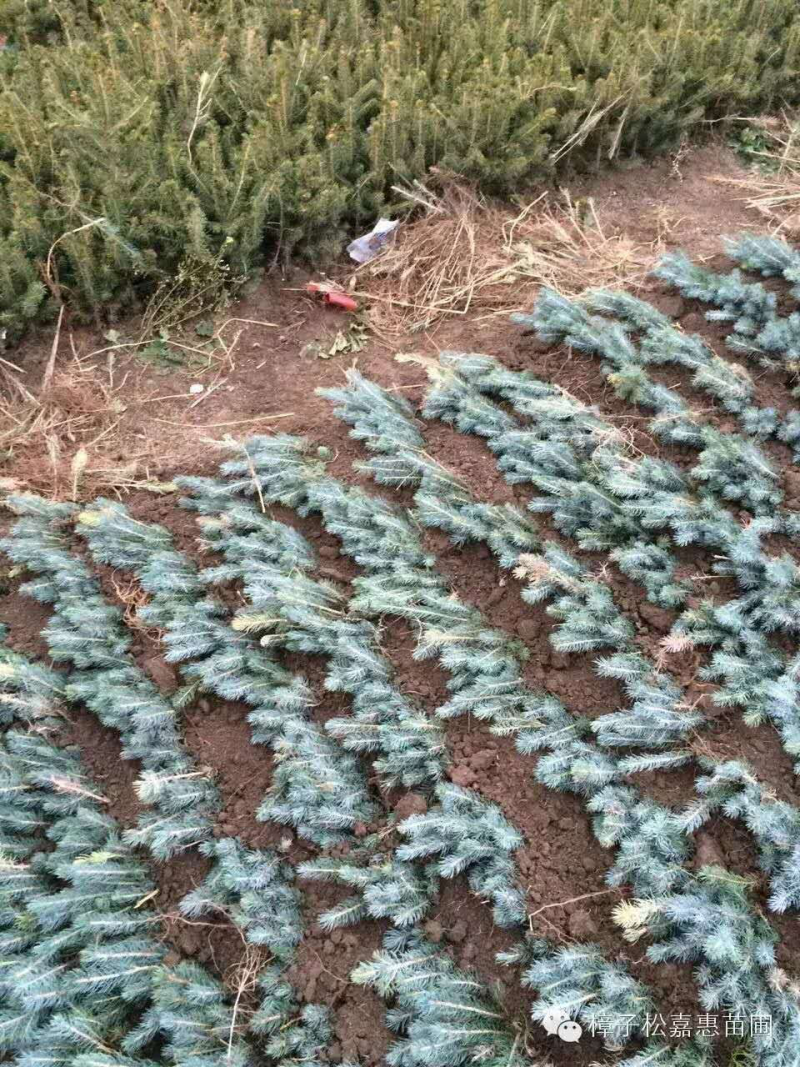 美国蓝杉