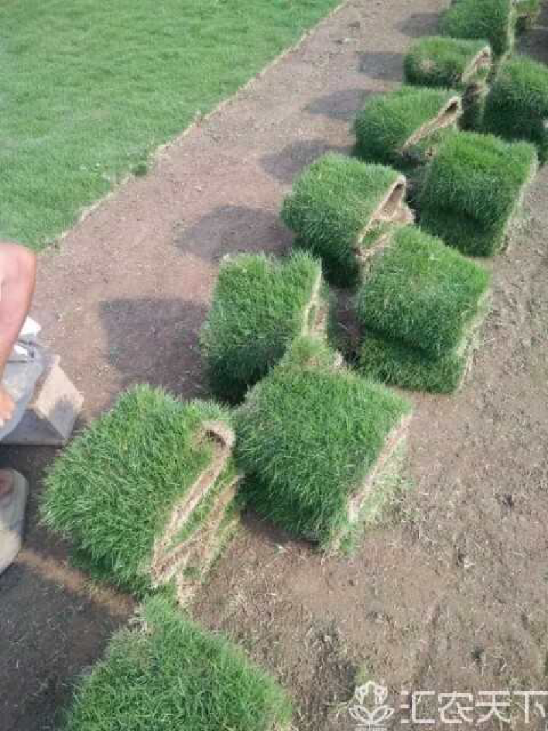 马尼拉草皮