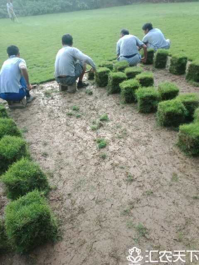马尼拉草皮
