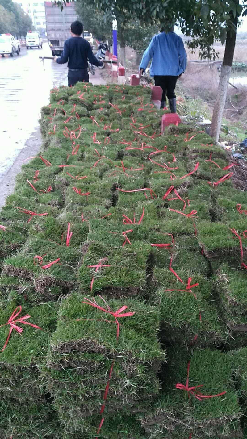 马尼拉草皮