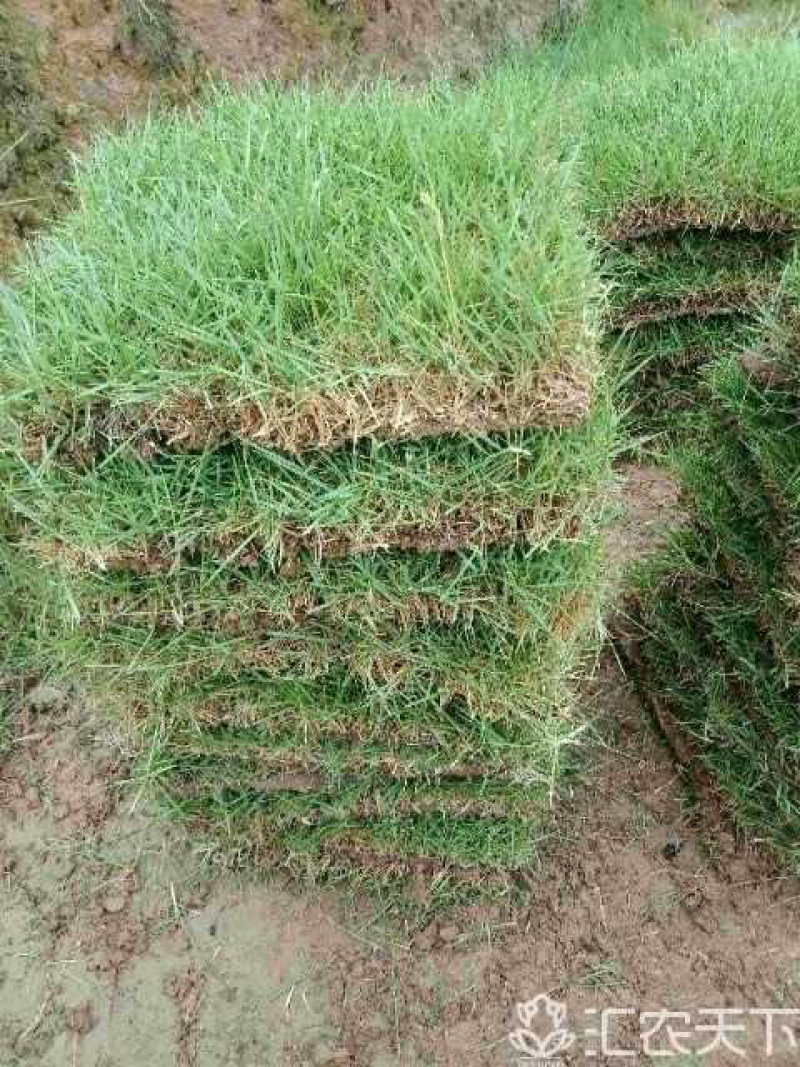 草块