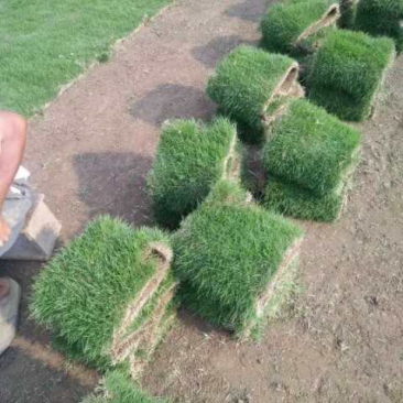 草卷