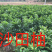 广西容县软枝沙田柚苗桂柚1号苗品种包正基地现货