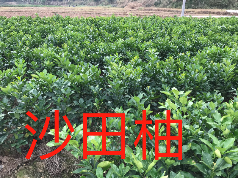 广西容县软枝沙田柚苗桂柚1号苗品种包正基地现货