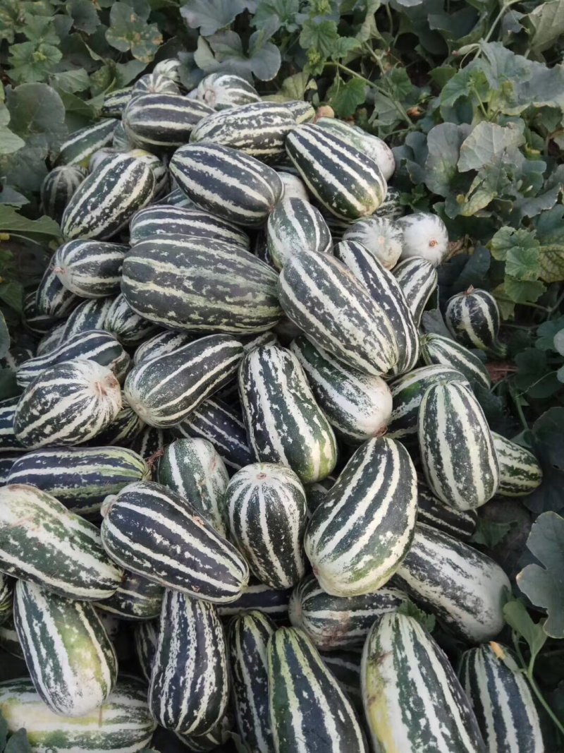 博洋甜瓜博洋91博洋61系列羊角蜜甜瓜产地直供批发