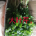 大叶芹