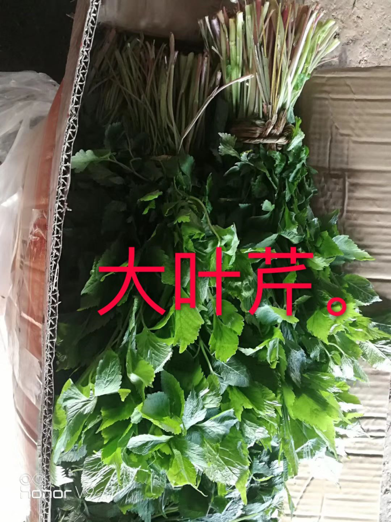 大叶芹