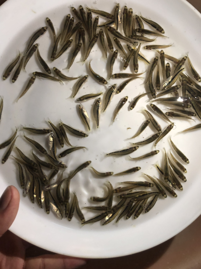 加州鲈鱼苗