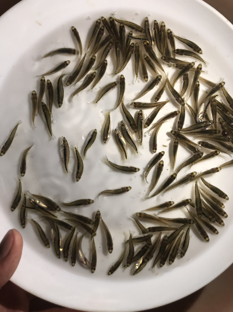 加州鲈鱼苗