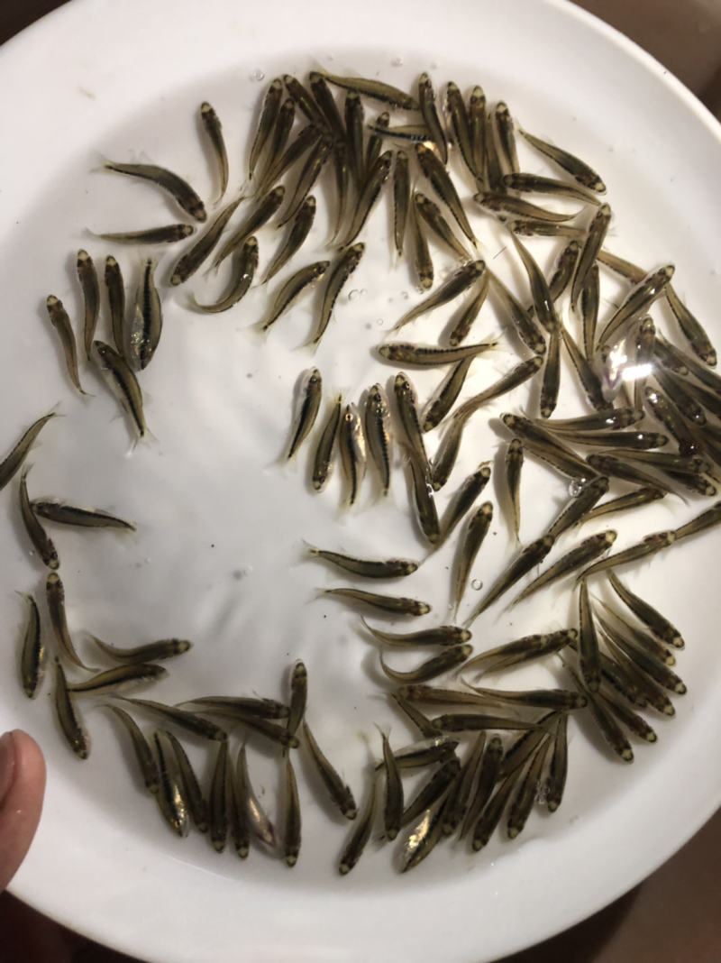 加州鲈鱼苗