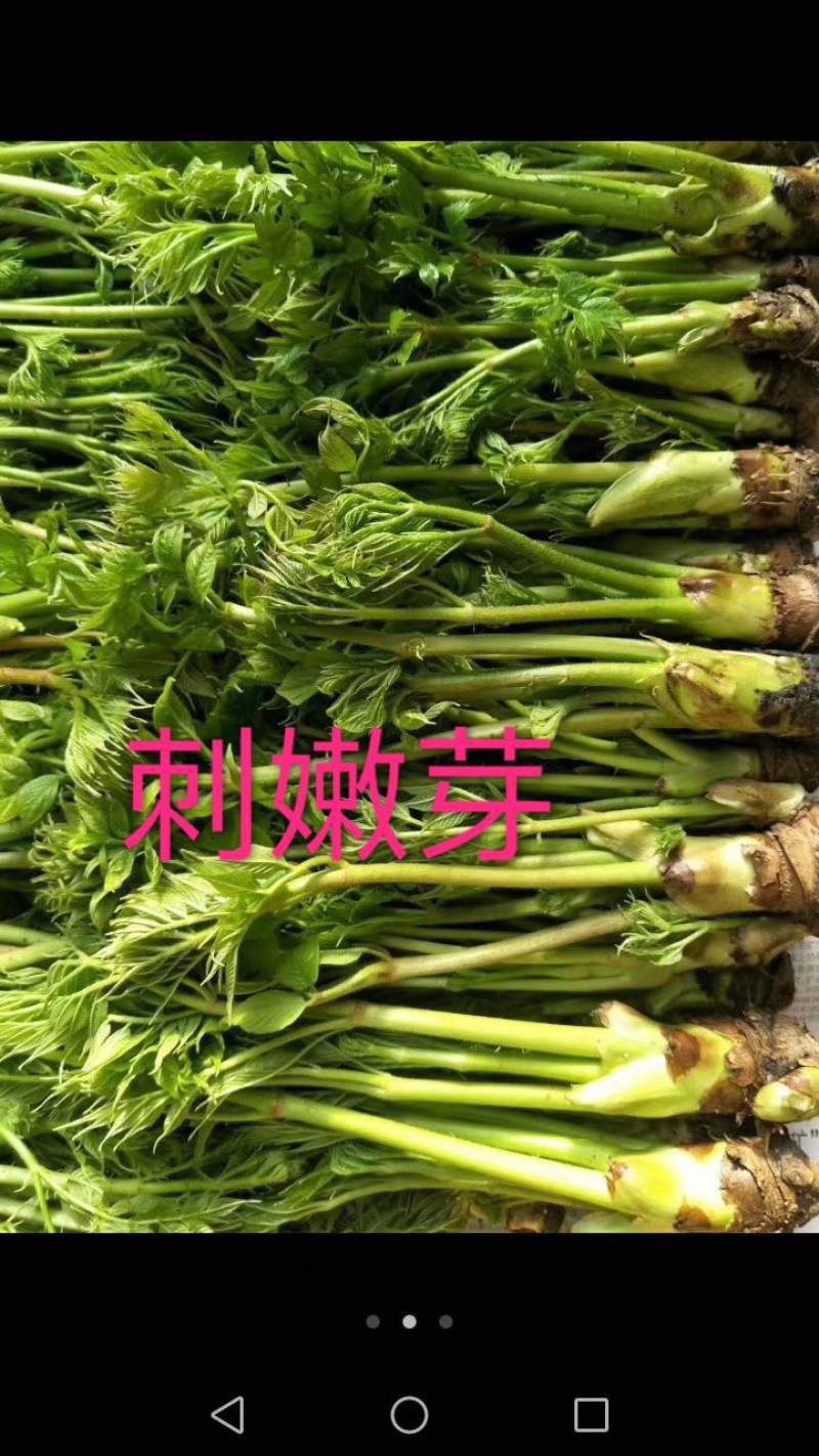 刺嫩芽