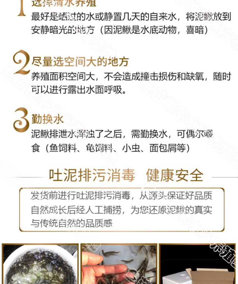 台湾泥鳅苗大量供应