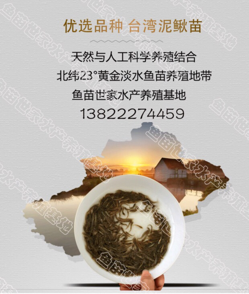 台湾泥鳅苗大量供应