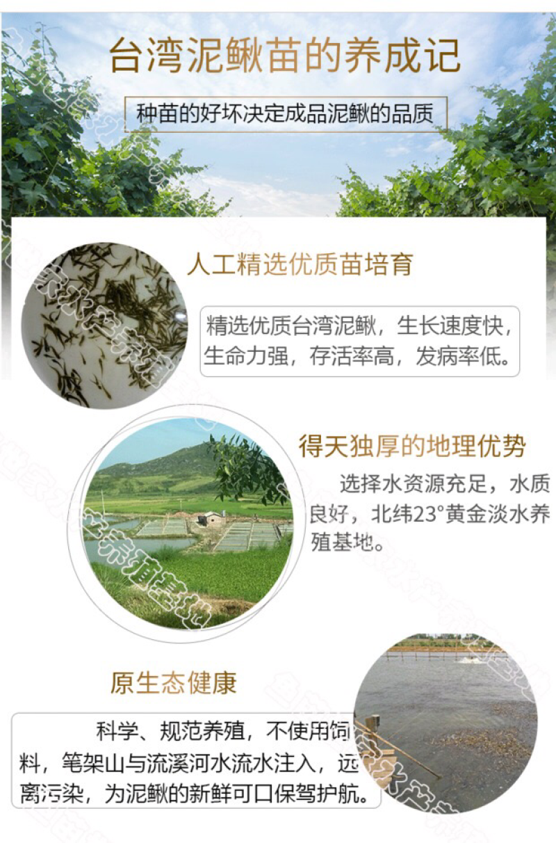 台湾泥鳅苗大量供应