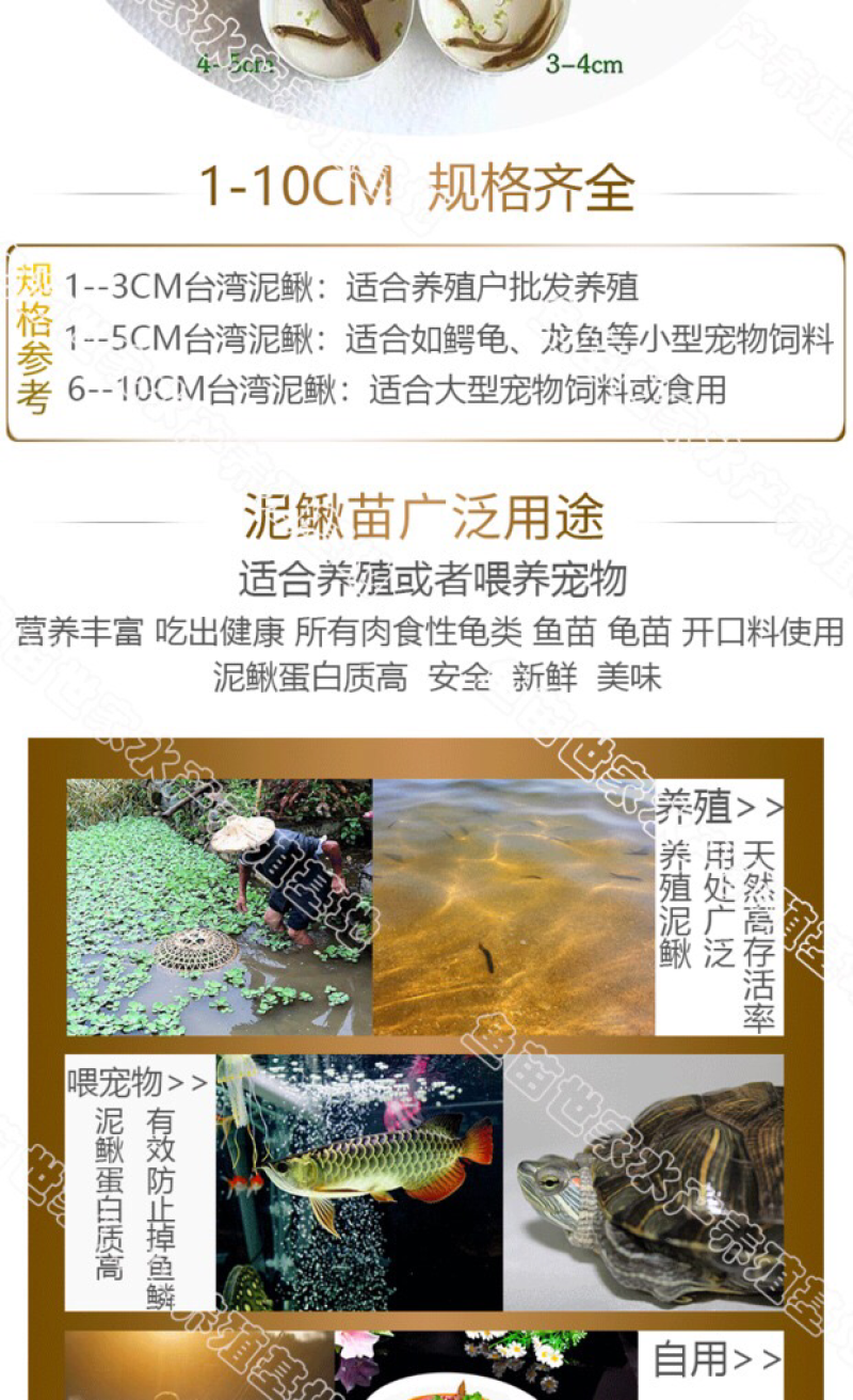 台湾泥鳅苗大量供应