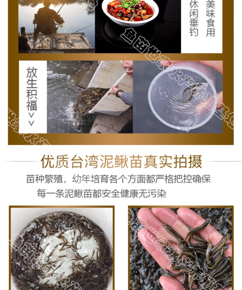 台湾泥鳅苗大量供应