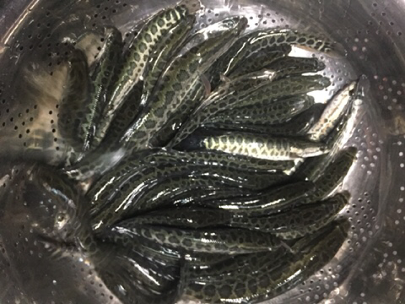 黑鱼苗，杂交黑鱼苗现货供应